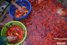 [Foto] Bullicioso mercado de carpas doradas antes de la despedida a Ong Cong y Ong Tao