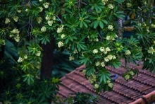 Mucha gente que se va lejos de Hanói anhela el aroma de Alstonia scholaris.
