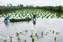 Los agricultores de la provincia de Ca Mau siembran semillas de arroz en tierras de cultivo de camarones. (Fotografía: VNA)