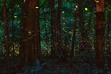 El bosque de luciérnagas. (Fotografía: thanhnien.vn)