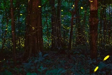 Foto de ilustración. (Fotografía: Parque Nacional de Cuc Phuong)