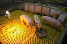 Una granja de cría de cerdos en el distrito de Tan Hiep, provincia survietnamita de Kien Giang. (Fotografía: VNA)