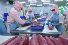 El procesamiento de atún para la exportación a los mercados estadounidense y europea. (Fotografía: VNA)