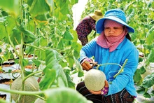 Cosecha de melón (cultivado según modelo de alta tecnología) en el distrito de Cu Chi. (Fotografía: Nhan Dan)