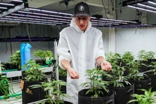 Un jardín de cannabis en Bangkok, Tailandia, en septiembre de 2023. (Fotografía: AFP)
