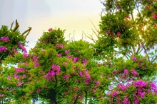 Península de Son Tra brilla con flores coloridas