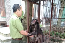 El ejemplar de macaco rabón entregado al Parque Nacional de Xuan Son. (Fotografía: baophutho.vn)