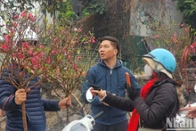 [Foto] Bullicioso mercado floral en Hanói en víspera del Tet