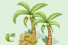 Producción de coco alcanzará 2,3 millones de toneladas para 2030