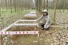 Nguyen Thi Dieu Linh supervisa las actividades de remoción de bombas y minas en un campo en la aldea de Hai An, comuna de Hai Thai, distrito de Gio Linh. (Fotografía: VNA)
