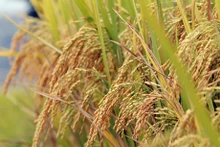 Temporada Dorada en campos en terrazas de Lai Chau