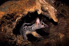 Foto de ilustración. (Fotografía: Save Vietnam's Wildlife)