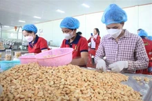 Anacardo, un producto de exportación de Vietnam a Irán. (Fotografía: VNA)