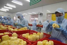 Procesamiento de piña para la exportación. (Fotografía: VNA)