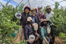 Trabajadores vietnamitas en Australia (Fotografía: laodong.vn)