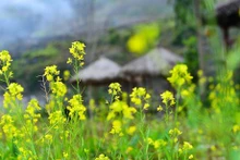 Temporada de flores de mostaza en meseta rocosa de provincia de Ha Giang