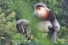 Un ejemplar de doucs de patas grises. (Fotografía: VNA)