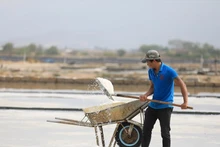 Visitan campos de sal en provincia centrovietnamita de Ninh Thuan