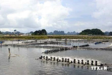 Estanque de cultivo de camarones en Quang Ninh. (Fotografía: VNA)