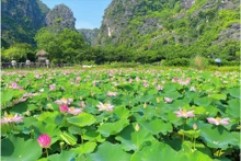 El loto en Ninh Binh. (Fotografía: VNA)