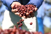 Precio del café vietnamita registra récord. (Fotografía: VNA) 