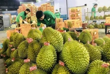 Exportación de durián a China. (Fotografía: VNA)