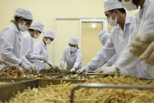 Premier ordena revisar regulaciones que obstaculizan exportaciones de plantas medicinales. (Fotografía: baochinhphu.vn)