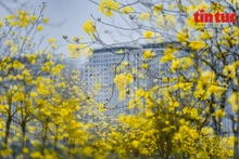 Miles de flores de guayacán dan la bienvenida a la primavera.