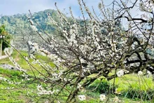 Contemplan belleza pura de flores de ciruelo en la meseta de Bac Ha (Foto: VNA)