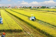 Establecen grupo de trabajo de asociación público-privada en industria arrocera de Vietnam