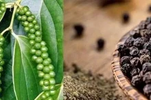 Premier aborda asistencia a exportadores de pimienta a Emiratos Árabes Unidos