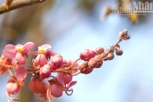Flores de carao en plena floración en zonas fronterizas de Vietnam