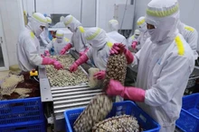 Exportaciones de moluscos de Vietnam a China experimentan crecimiento exponencial en primer trimestre de 2025
