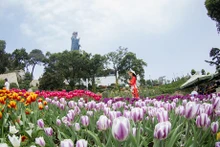 Jardín de tulipanes en cima de montaña vietnamita impresiona a turistas