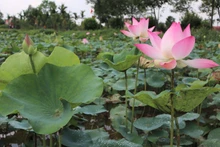 Flores de loto esparcen su fragancia en la tierra natal del tío Ho