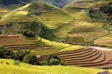 Las terrazas de arroz (Fuente: VNA)