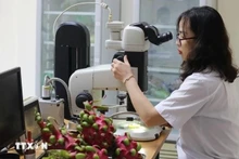 La examinación de muestras de fruta en la estación de cuarentena de plantas fronterizas de Tan Thanh (provincia de Lang Son) (Foto: VNA)