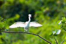 La reserva natural del humedal de Van Long, en el distrito de Gia Vien, acoge una amplia diversidad de aves (Foto: VNA)
