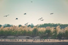 Tierras aluviales del río Rojo: gran jardín natural de aves más exclusivo de Hanói
