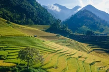 Temporada de arroz dorado en valle de Nam Cang