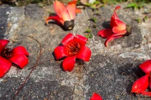Floración del algodonero rojo embellece calles de Hue