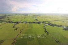 Campos de arroz en el Delta del Mekong vistos desde arriba. (Fuente: VNA)