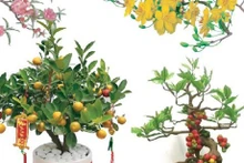 Flores y plantas típicas del Tet (Año Nuevo Lunar)