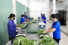 En una fábrica de producción de vegetales limpios en Hanói. (Foto: VNA)