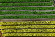 Ajetreado campo de flores de Me Linh en víspera del Tet