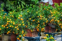 ¿Por qué los vietnamitas suelen decorar su casa con melocotones, albaricoques y kumquats durante el Tet?