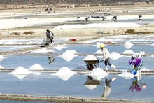 La industria de la sal en Vietnam necesita nuevas estrategias para desarrollarse de manera sostenible y eficiente (Foto: VNA)