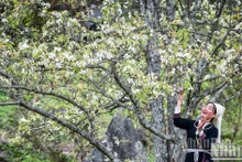 Flores de peral tiñen de blanco jardín en Tuyen Quang 