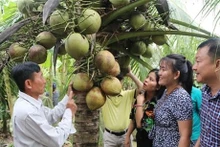 Vietnam por lograr mil millones de dólares en exportaciones de productos de coco