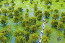El bosque de cajeput de Tra Su (Fuente: dulichvietnam.com.vn)